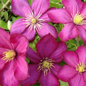 2 x clématite  - clematis 'ville de lyon'  - 50-60 cm pot