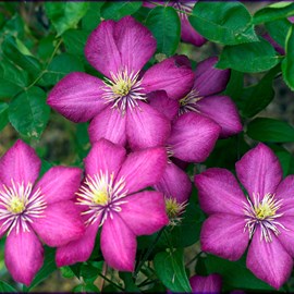 2 x clématite  - clematis 'ville de lyon'  - 50-60 cm pot