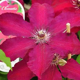 2 x clématite  - clematis 'westerplatte'  - 50-60 cm pot