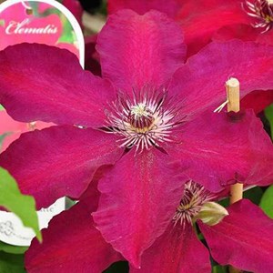 2 x clématite  - clematis 'westerplatte'  - 50-60 cm pot