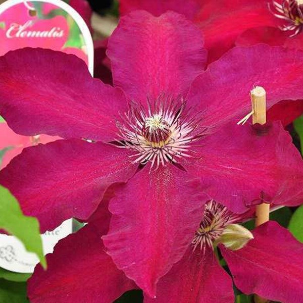Arborix - 2 x clématite  - clematis 'westerplatte'  - 50-60 cm pot
