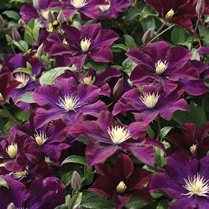 2 x clématite  - clematis 'warszawska nike'  - 50-60 cm pot
