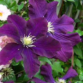 2 x clématite  - clematis 'warszawska nike'  - 50-60 cm pot