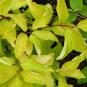 2 x cornouiller blanc  - cornus alba 'aurea'  - 60-80 cm pot