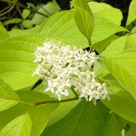 2 x cornouiller blanc  - cornus alba 'aurea'  - 60-80 cm pot