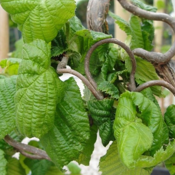Arborix - Noisetier tortueux  - corylus avellana 'contorta'  - 40-60 cm pot