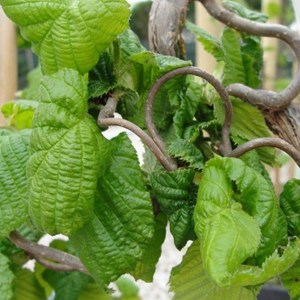 Noisetier tortueux  - corylus avellana 'contorta'  - 40-60 cm pot