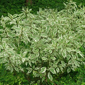2 x cornouiller blanc  - cornus alba 'elegantissima'  - 60-80 cm pot