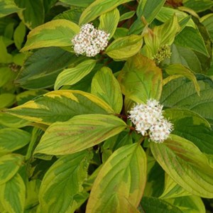2 x cornouiller blanc  - cornus alba 'gouchaultii'  - 60-80 cm pot