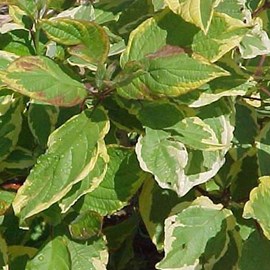 2 x cornouiller blanc  - cornus alba 'gouchaultii'  - 60-80 cm pot