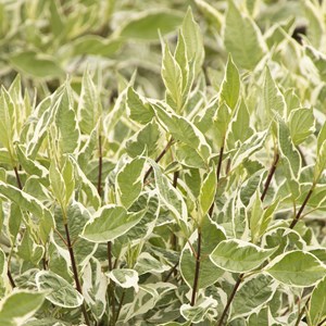 2 x cornouiller blanc ® - cornus alba 'ivory halo'  - 40-60 cm pot