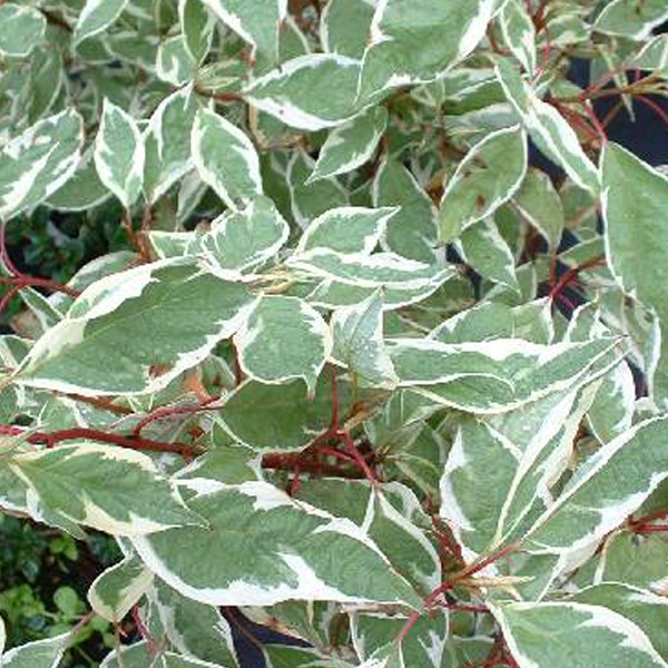 2 x cornouiller blanc ® - cornus alba 'ivory halo' - 40-60 cm pot