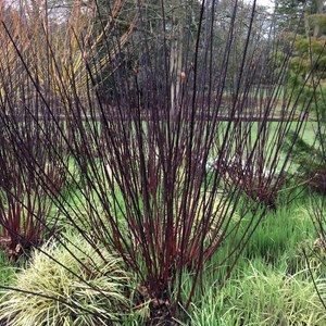 2 x cornouiller blanc  - cornus alba 'kesselringii'  - 60-80 cm pot