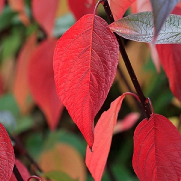 2 x cornouiller blanc - cornus alba 'kesselringii' - 60-80 cm pot