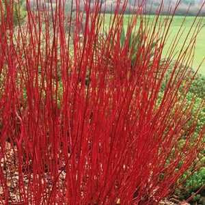 2 x cornouiller blanc  - cornus alba 'sibirica'  - 60-80 cm pot