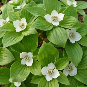 2 x cornouiller blanc  - cornus alba 'sibirica'  - 60-80 cm pot