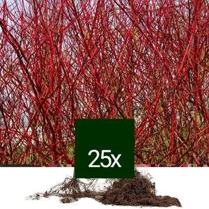 Cornouiller blanc - racine nue - cornus alba 'sibirica' - 25 x 60-90 cm racines