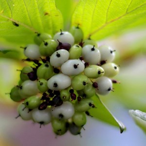 Cornouiller blanc - racine nue - cornus alba 'sibirica' - 25 x 60-90 cm racines