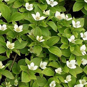 2 x cornouiller du canada - cornus canadensis  - godet 9x9 cm