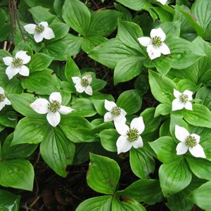 2 x cornouiller du canada - cornus canadensis  - godet 9x9 cm