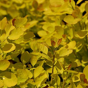 Arbre à perruque 'golden spirit®' - cotinus coggygria 'golden spirit' - 40-60
