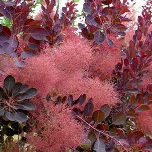 Arbre à perruque  - cotinus coggygria 'royal purple'  - 60-80 cm pot
