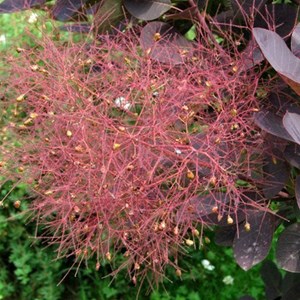 2 x arbre à perruque  - cotinus coggygria 'royal purple'  - 40-60 cm pot