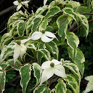 Cornus controversa 'variegata' - 50-60 cm pot