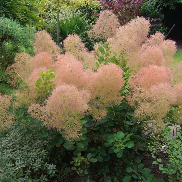 Arborix - Arbre à perruque  - cotinus coggygria 'young lady'  - 40-60 cm pot
