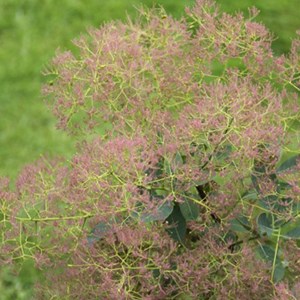 Arbre à perruque  - cotinus coggygria 'young lady'  - 40-60 cm pot