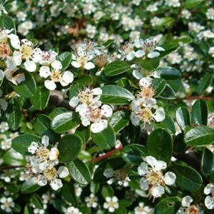 2 x cotonéaster de dammer - cotoneaster dammeri  - godet 9x9 cm