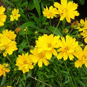 6 x œil de jeune fille  - coreopsis grandiflora 'badengold'  - godet 9x9 cm