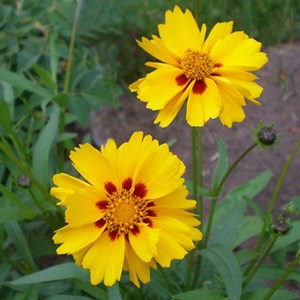 6 x œil de jeune fille  - coreopsis grandiflora 'badengold'  - godet 9x9 cm