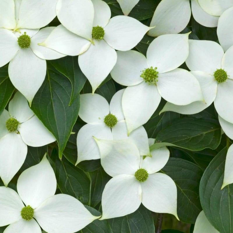 Arborix - Cornouiller du japon  - cornus kousa 'china girl'  - 50-60 cm pot