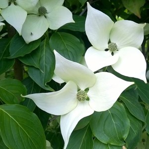 Cornouiller du japon  - cornus kousa 'china girl'  - 50-60 cm pot