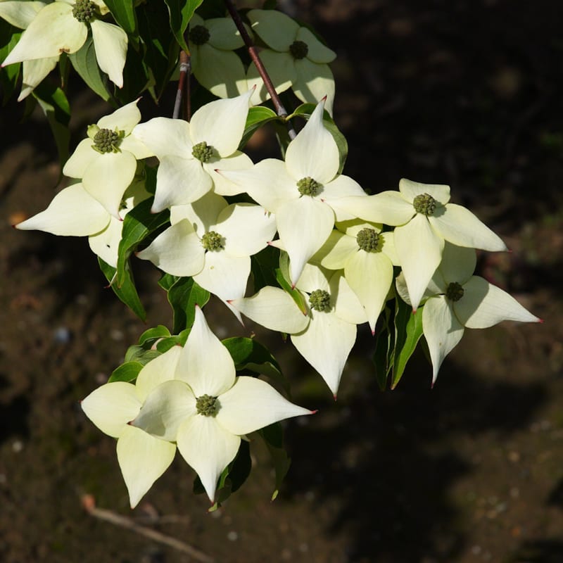 Arborix - Cornouiller du japon  - cornus kousa 'milky way'  - 50-60 cm pot