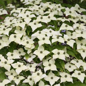 Cornouiller du japon  - cornus kousa 'milky way'  - 50-60 cm pot