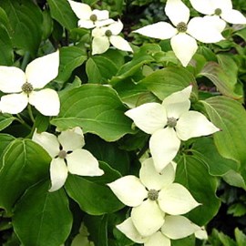 Cornouiller du japon  - cornus kousa 'schmetterling'  - 50-60 cm pot