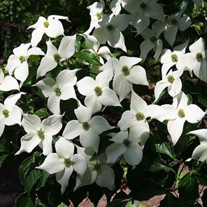 Cornouiller du japon  - cornus kousa 'schmetterling'  - 50-60 cm pot
