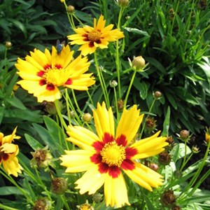 6 x œil de jeune fille  - coreopsis lanceolata 'baby gold'  - godet 9x9 cm