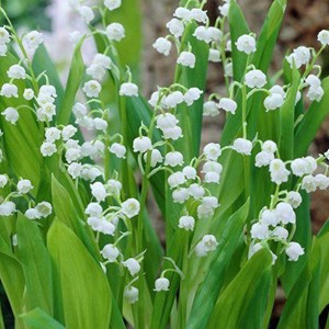 6 x muguet - convallaria majalis  - godet 9x9 cm