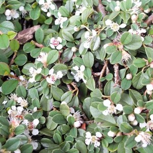 2 x cotonéaster à petites feuilles - cotoneaster procumbens 'streib's findling'