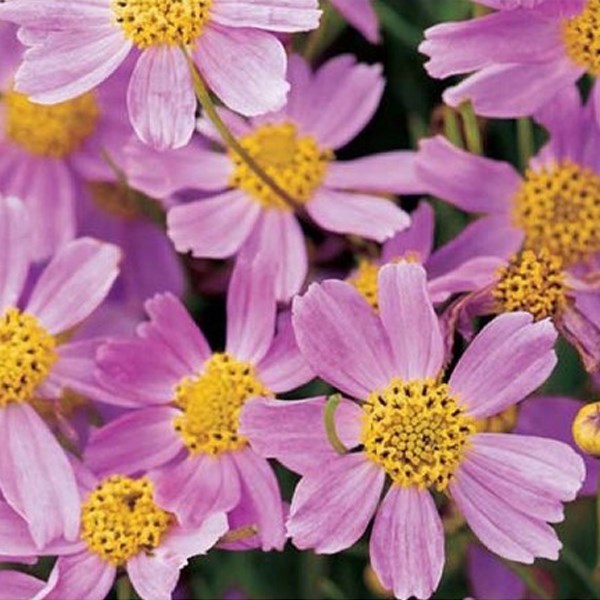 Arborix - 6 x coréopsis  - coreopsis rosea 'american dream'  - godet 9x9 cm