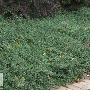 2 x cotonéaster radicans  - cotoneaster radicans 'eichholz'  - 20-30 cm pot