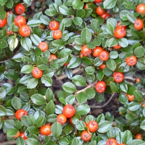 2 x cotonéaster radicans  - cotoneaster radicans 'eichholz'  - 15-20 cm pot