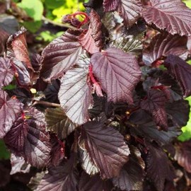 Noisetier tortueux ® - corylus avellana 'red majestic'  - 30-40 cm pot