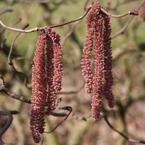 Noisetier tortueux ® - corylus avellana 'red majestic'  - 30-40 cm pot