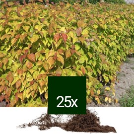 Cornouiller sanguin - racine nue - cornus sanguinea - 25 x 60-90 cm racines