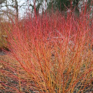 Cornouiller sanguin - racine nue - cornus sanguinea - 25 x 60-90 cm racines