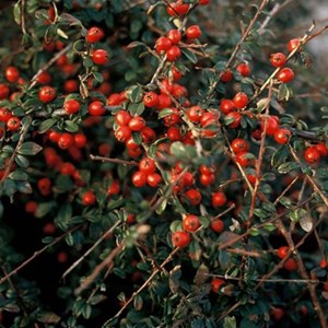 2 x cotonéaster - cotoneaster suecicus 'coral beauty' - 20-25 cm godet de 9cm x